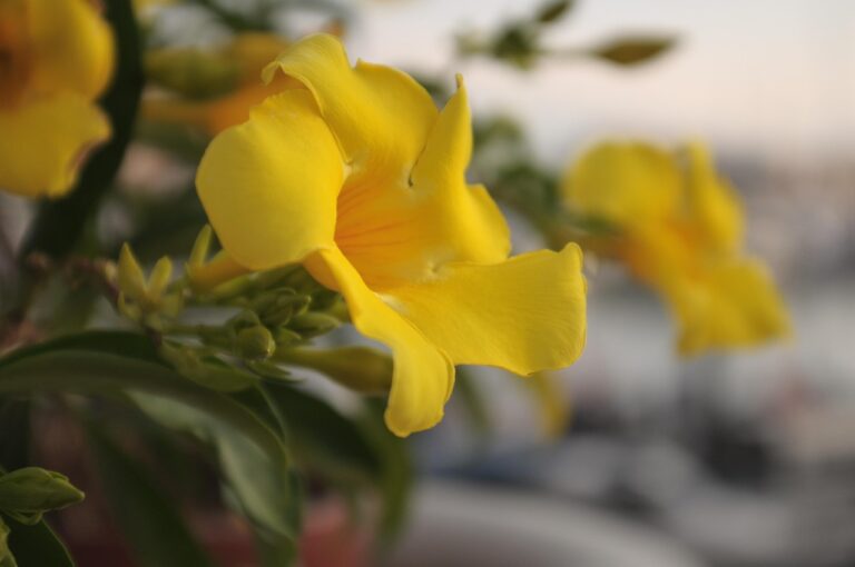Dipladenia protetta dal freddo, con copertura invernale su un balcone.