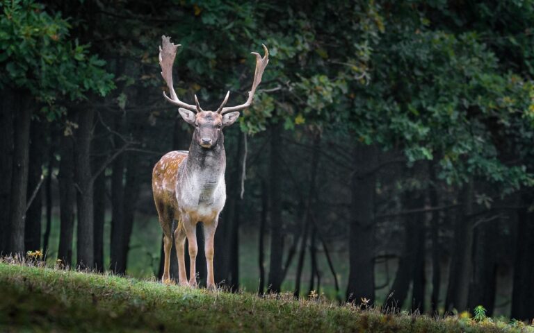 Foresta umbra nel Gargano con alberi secolari e daini che pascolano in libertà.